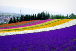 北海道の花畑は圧巻です