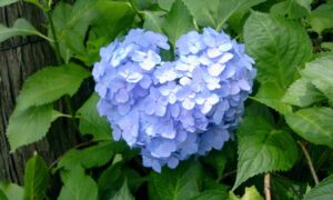 ハートの青色紫陽花
