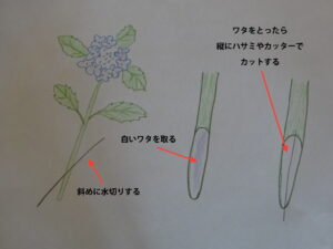 紫陽花のワタの取り方イラスト