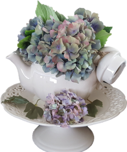 紅茶ポットに飾った紫陽花のドライフラワー