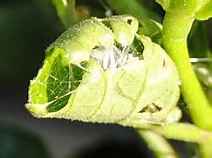 ハイビスカスの害虫駆除 アブラムシ対策 白い虫の正体は