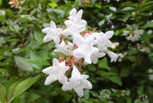 アベリア白花