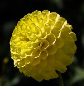 黄色のポンポン咲きのダリア