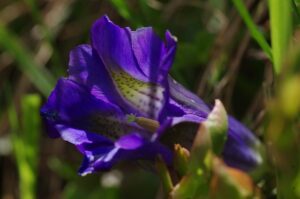 リンドウ紫色の花