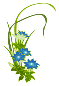 リンドウの花のイラスト