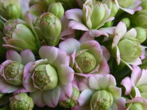 シクラメンとの寄せ植えに合う花　カランコエ
