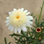 マーガレットぽぽたんクリームの花拡大写真