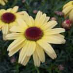マーガレットカーニバルクイーンの花の拡大写真