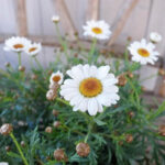 モリンバシリーズ　サッシー　コンパクトホワイトの花