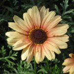 マーガレットカナリアクイーンの花の拡大写真