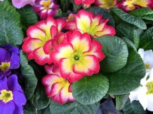 プリムラの花言葉まとめ 色別 種類別の意味を一挙紹介
