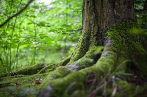 森に生える苔