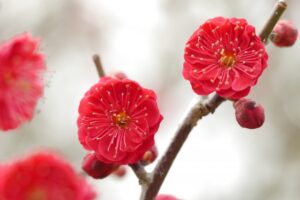 赤い梅の花