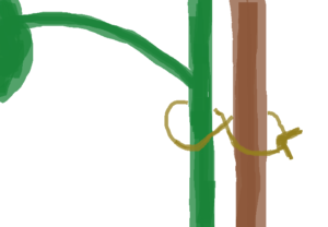 茎と支柱の結び方