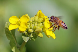 ミツバチがなの花の蜜を吸っている様子