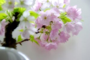 旭山　桜