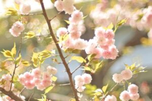 花笠　桜