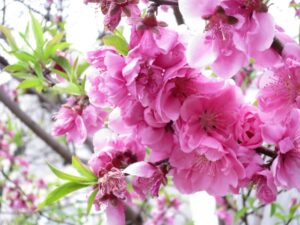 関山　桜の花