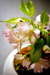 桜の鉢植え
