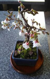 桜の鉢植え