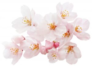 桜の押し花の作り方 簡単に作れる失敗しないコツまとめ