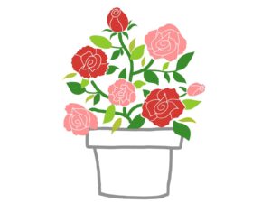 鉢植えのバラ