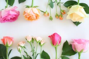 バラの押し花の作り方 簡単な下処理や便利道具で綺麗に作るコツ