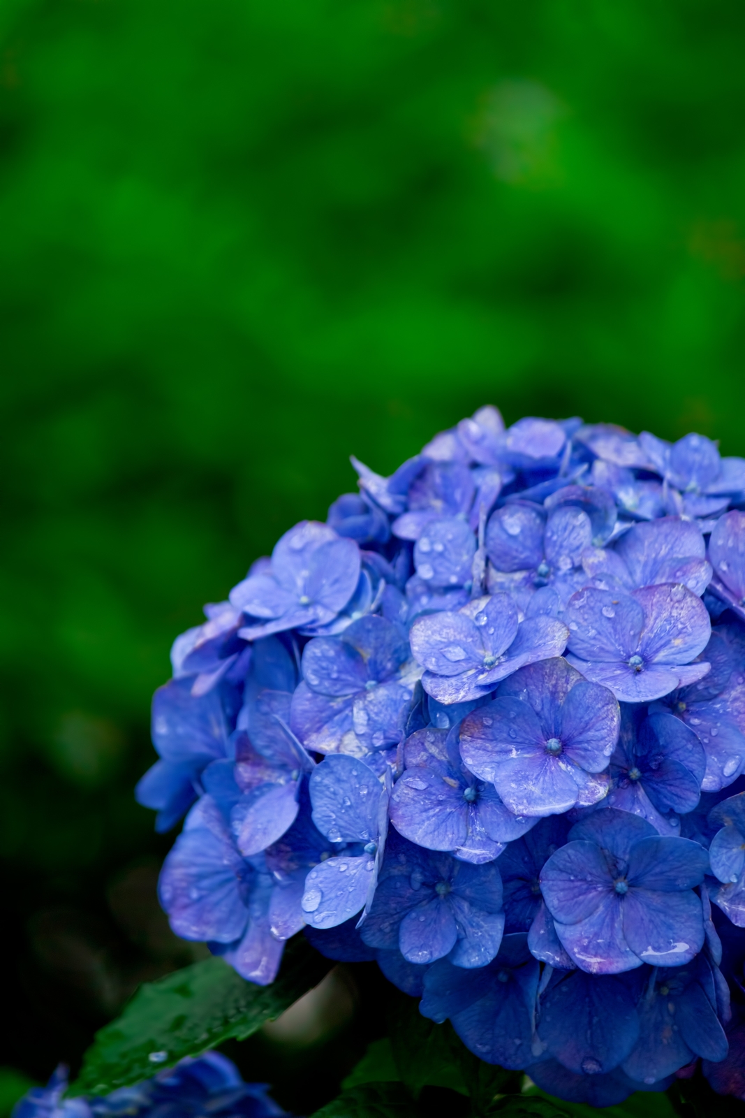 紫陽花の種類を人気 マイナー別に名前付きで８種類まとめ Flovia