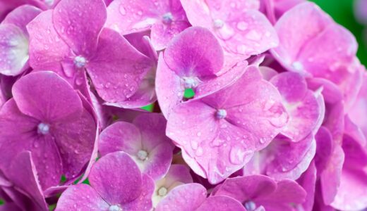 関西の紫陽花の名所ランキング！2017年に見るべき5スポット