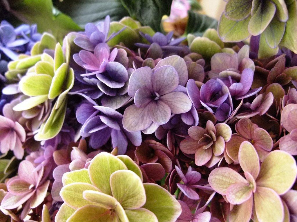 安価 秋色紫陽花ドライフラワー