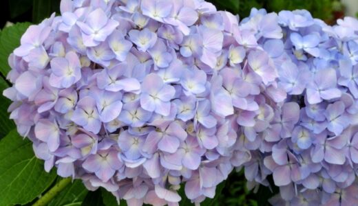 紫陽花の花言葉一覧！青, 白,紫,ピンクの色別の意味