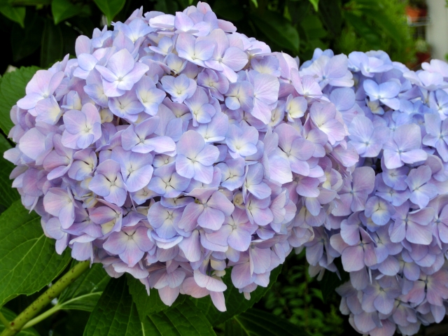 紫陽花の花言葉一覧 青 白 紫 ピンクの色別の意味 Flovia