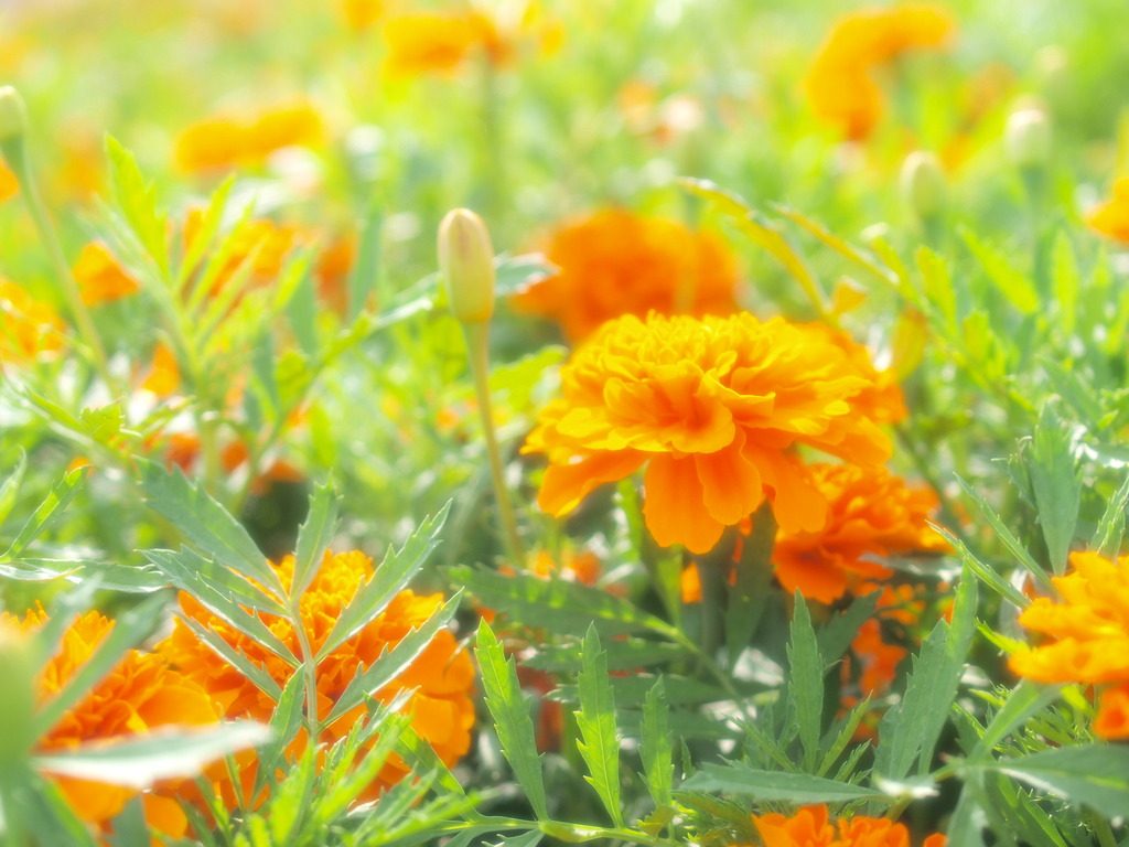 マリーゴールドの開花時期 季節はいつ 地域によって違うの