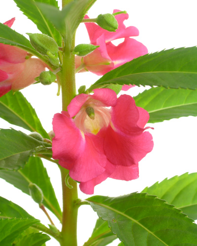 ホウセンカ 鳳仙花 の花言葉 意味と由来を詳しく紹介