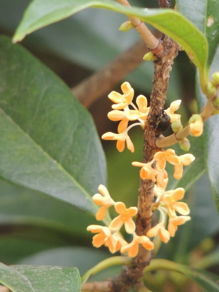 キンモクセイの害虫 病気の対策まとめ どんな症状がある