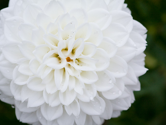 ダリアの開花時期 季節は いつからいつまで咲くの