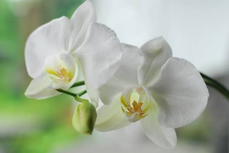 胡蝶蘭の種類 品種一覧 別名 見分け方 色の違いは