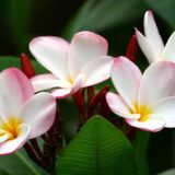 プルメリアの花言葉と意味 ハワイ語との関係は