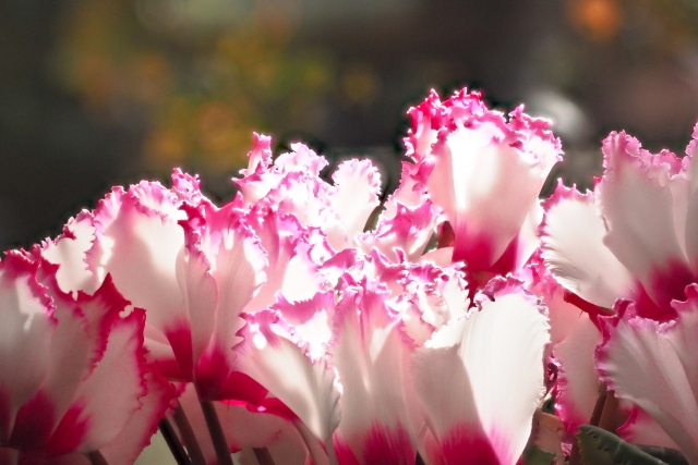 シクラメンの季節 開花時期はいつ いつからいつまで咲くの