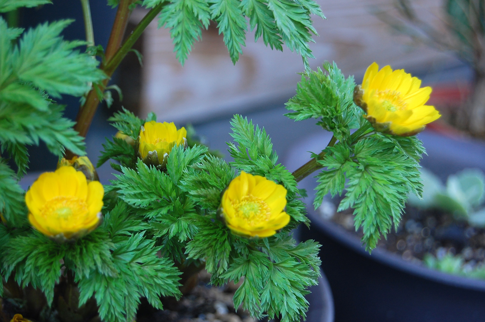 福寿草と寄せ植えで相性okな花一覧