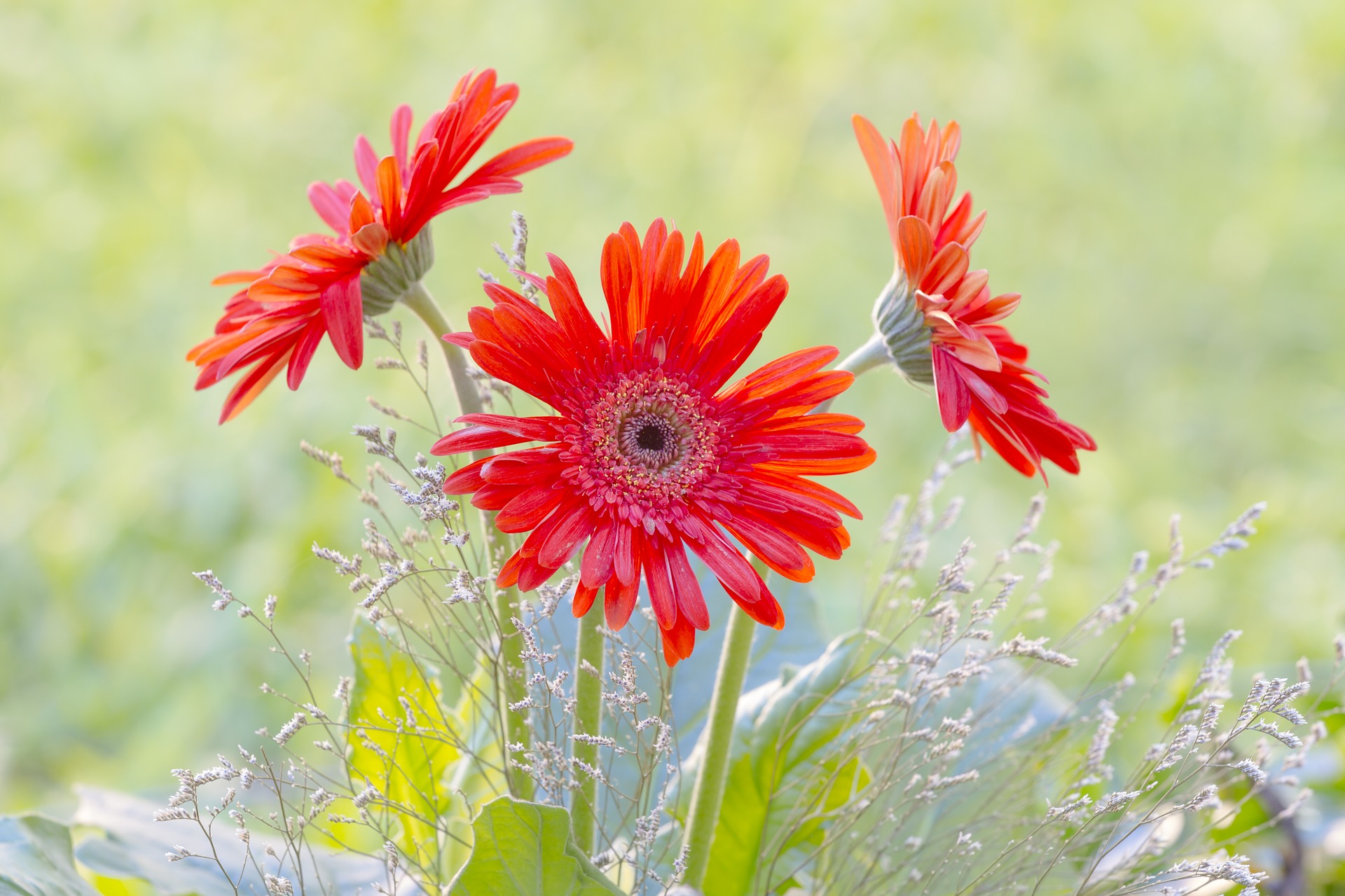 ガーベラの季節 開花時期はいつ 花が咲かない原因は