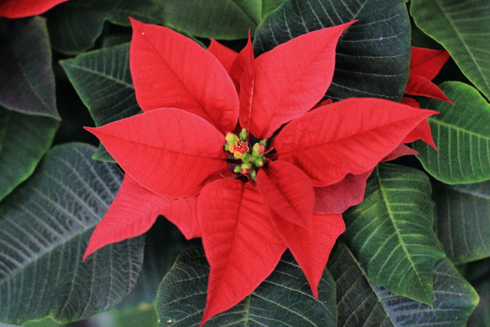 ポインセチアの季節 開花時期はいつ クリスマスに飾る由来は Flovia