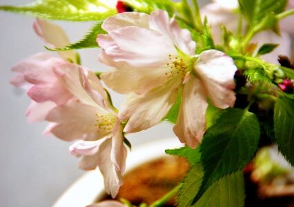 桜盆栽の育て方！剪定や植え替え方法など手入れの仕方は？