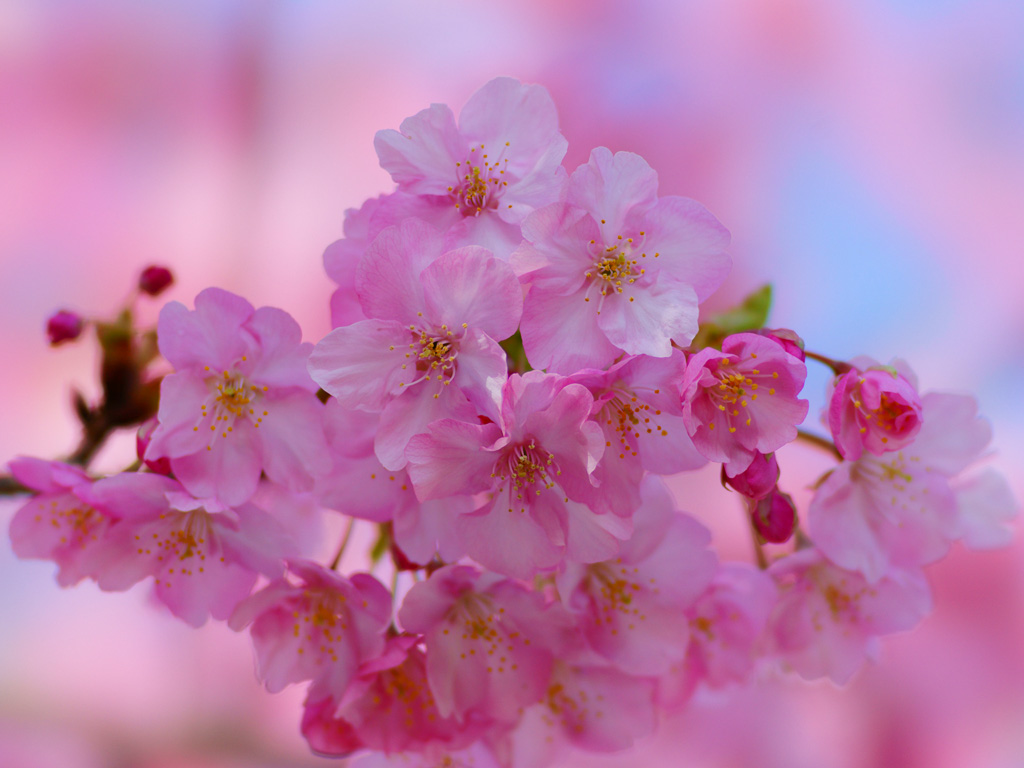 桜の剪定方法まとめ 行う時期や剪定後の切り口はどうする Flovia