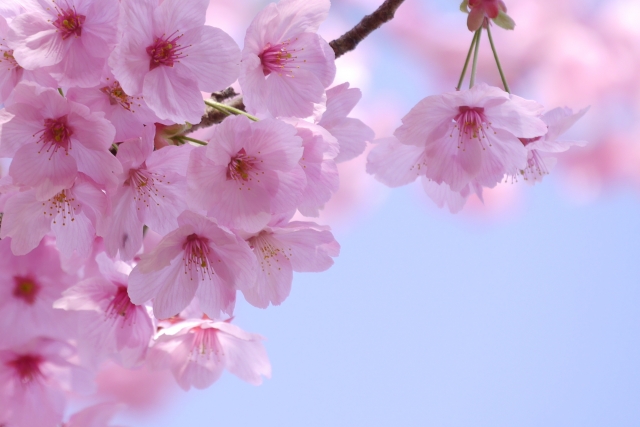 桜の植え替えまとめ 時期や土 鉢植えの場合はどうする Flovia
